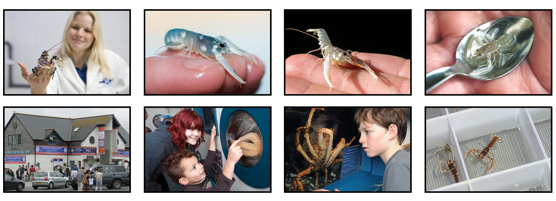About Paddy Lobster Pics