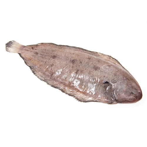 Dover Sole Paddy's Fish Fresh fish from the Isle of Man