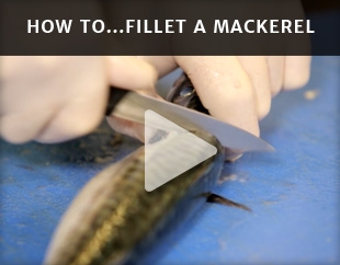 How To Fillet A Mackerel