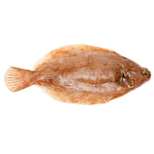 Lemon Sole